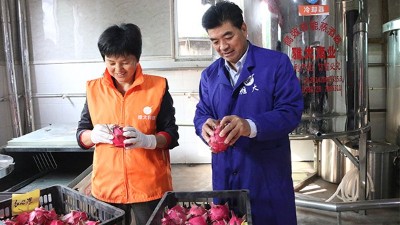 雅大1000斤火龍果酒發(fā)酵中，特邀您體驗(yàn)后期果酒壓榨、滅菌全過(guò)程！