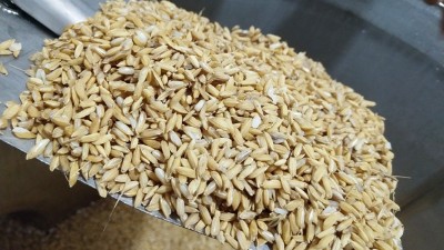 用烤酒設(shè)備做固態(tài)酒，做好這7點(diǎn)出酒率瞬間提高20%！