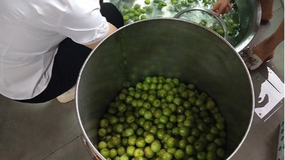 李子熟了，又一個(gè)朋友來雅大不銹鋼釀酒設(shè)備學(xué)做李子酒