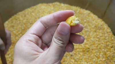 很多人用烤酒設(shè)備做固態(tài)酒時(shí)用這種水泡糧，怪不得不出酒！