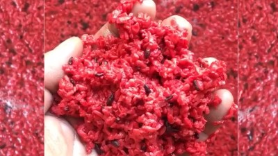 用小型蒸酒設(shè)備釀造純手工紅曲酒，紅火迎新年！