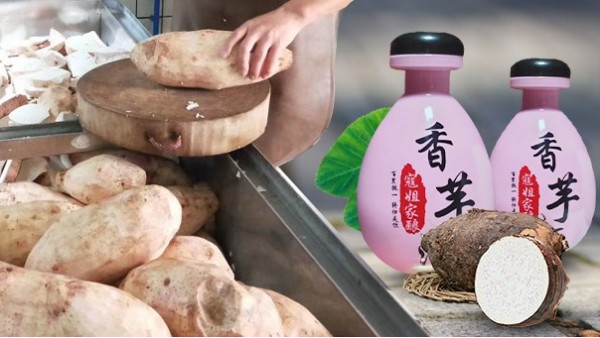 芋頭能不能釀酒？芋頭釀酒設(shè)備技術(shù)
